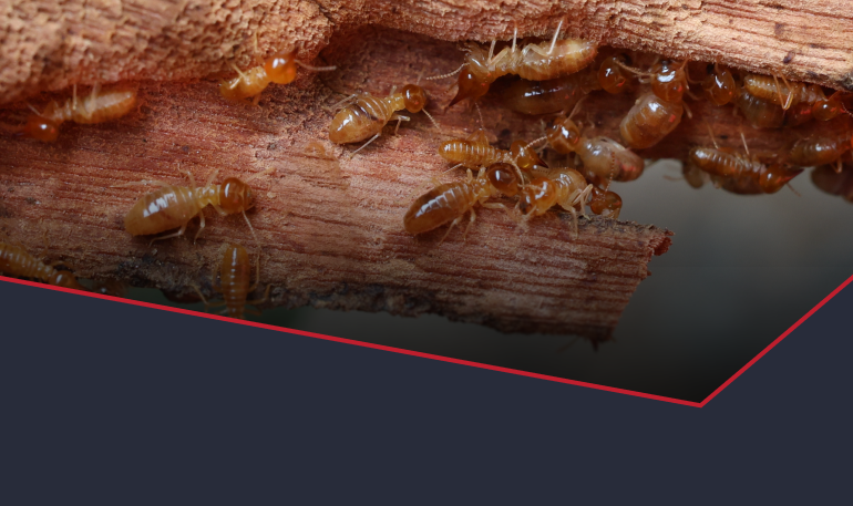 Termite Control