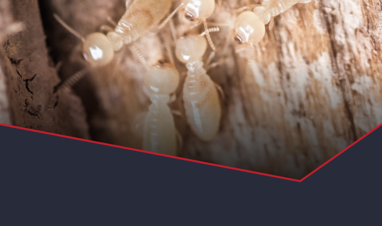 White Ant Extermination